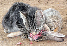 Feral kitten eating a rabbit